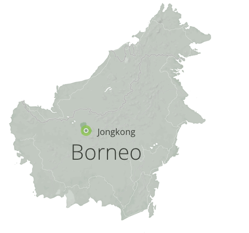 Biela líška Bornea s názvom White MaengDa Jongkong