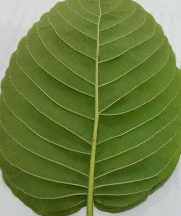 Lístok kratomu White MaengDa Kapuas Hulu