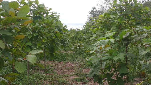 Plantáž mladých kratomov na Borneu